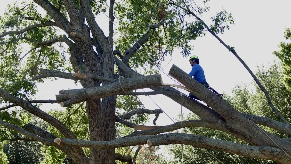 Professional Crown Thinning performed by certified arborists in Fort Riley